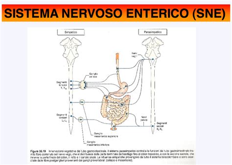 sistema nervoso enterico